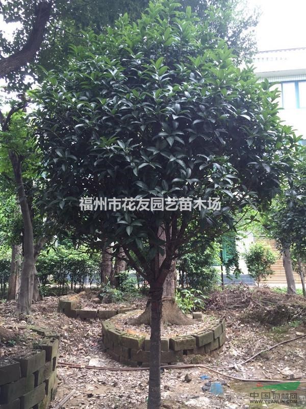 供應(yīng)大批量金桂