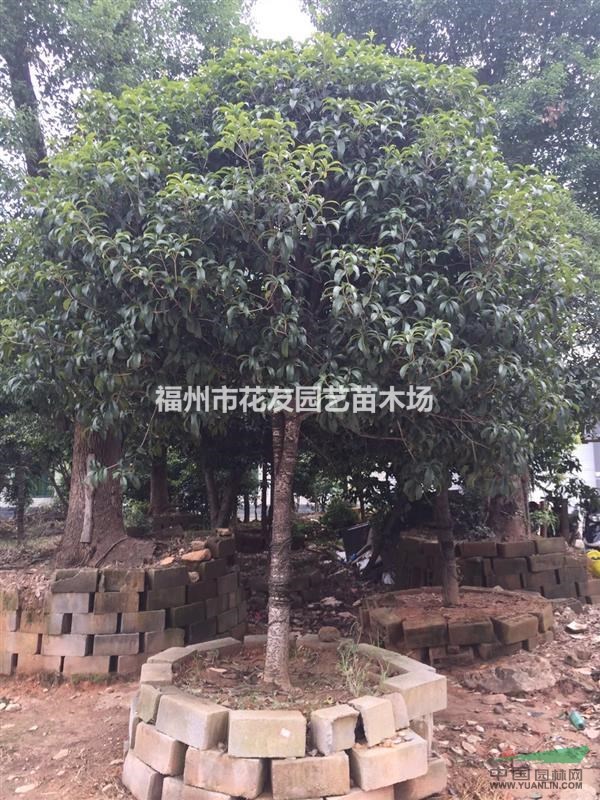 供應(yīng)大批量金桂