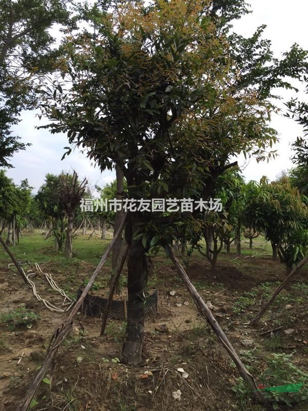 福建福州供應大量響靈果