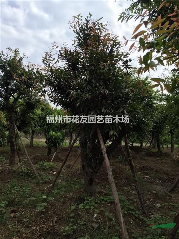 福建福州供應大量響靈果