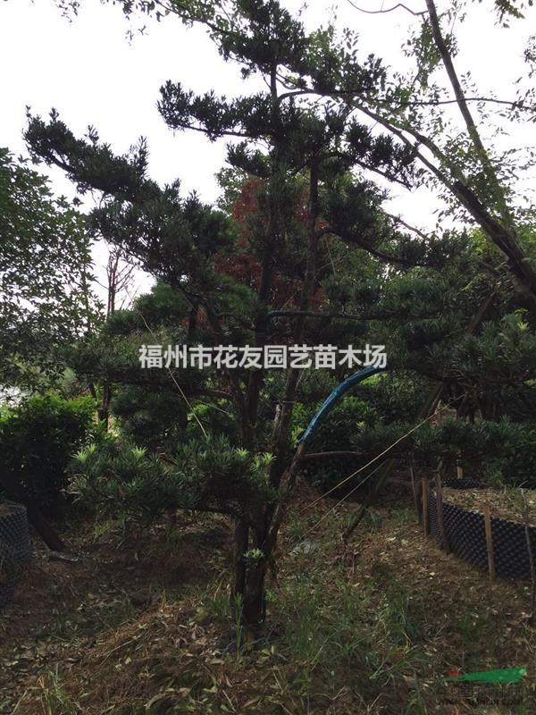 供應(yīng)造型羅漢松1