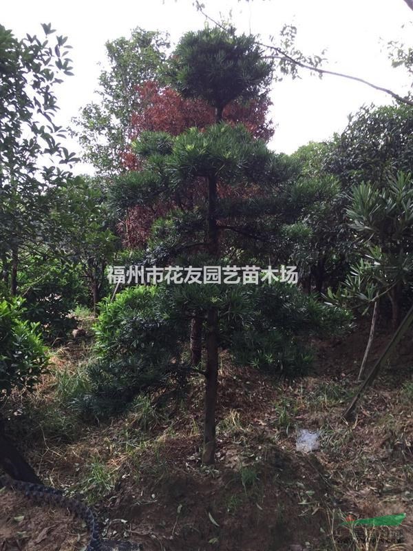 供應(yīng)造型羅漢松1