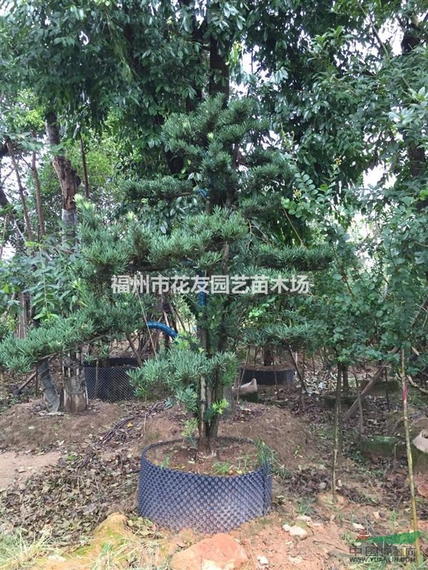 福州供應大批量造型羅漢松