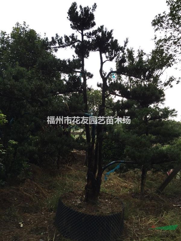 福州供應大批量造型羅漢松