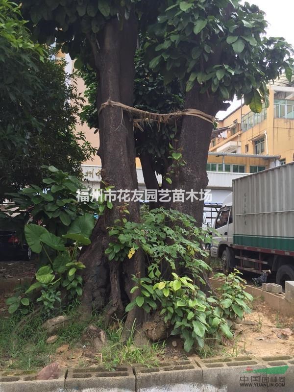 供應(yīng)大規(guī)格萍婆樹