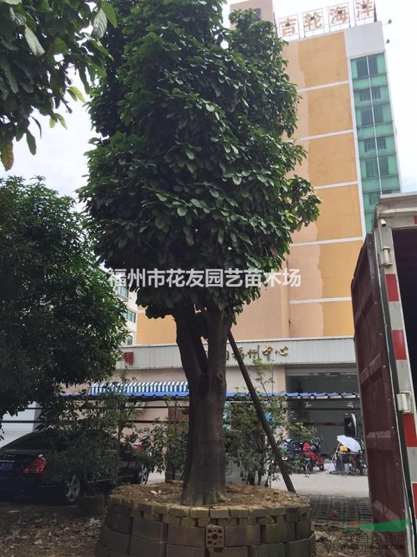 供應(yīng)大規(guī)格萍婆樹