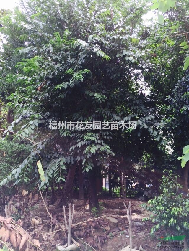 供應(yīng)大批量福建山櫻花