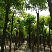 7公分刺槐羅根3米截桿價格