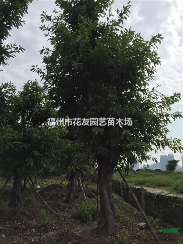 供應(yīng)大批量大葉榕