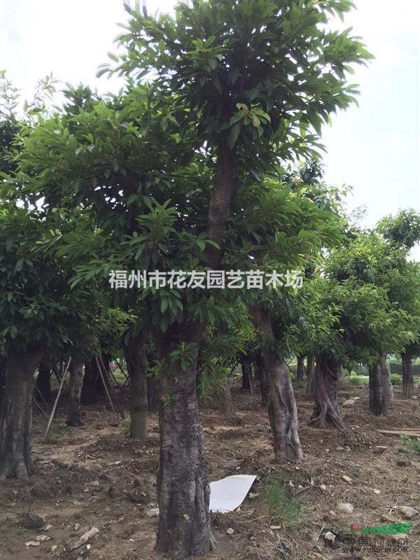 供應(yīng)精品大葉榕