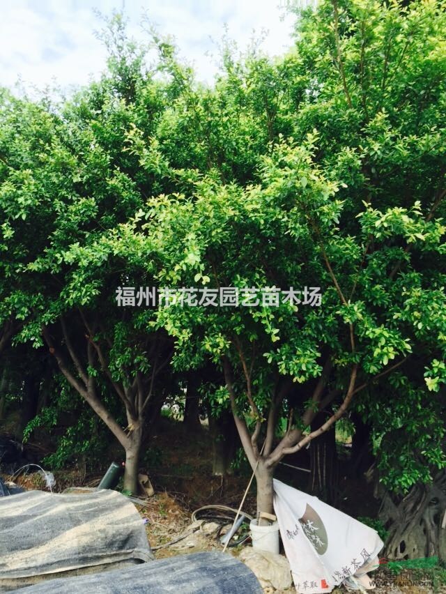 供應(yīng)大批量紅皮榕樹