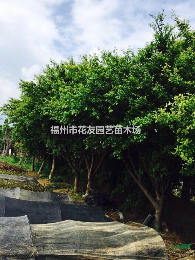 供應(yīng)大批量紅皮榕樹