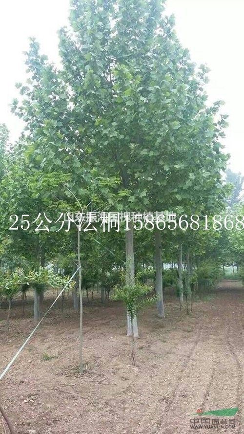 常年出售國槐 法桐 白蠟 紫葉李 欒樹