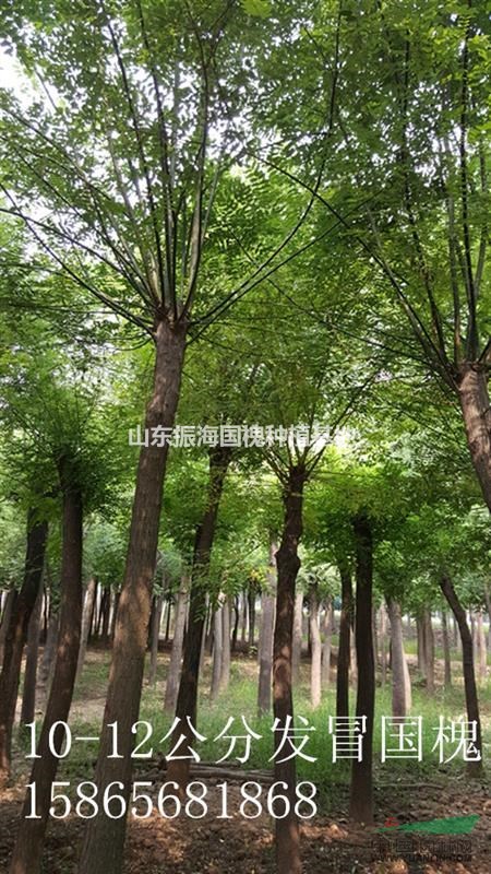 山東最專業(yè)國槐種植基地 直銷中心