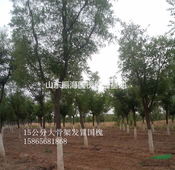 山東最專業(yè)國槐種植基地 直銷中心