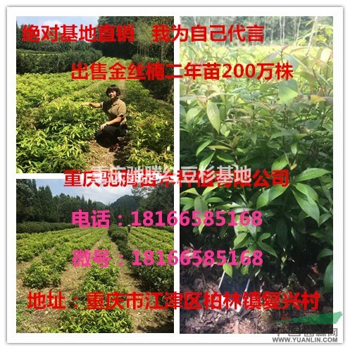 貴陽馳騰苗木基地售金絲楠二年苗基地直銷300萬株價格全網(wǎng)最低