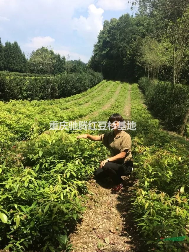 貴陽馳騰苗木基地售金絲楠二年苗基地直銷300萬株價格全網(wǎng)最低