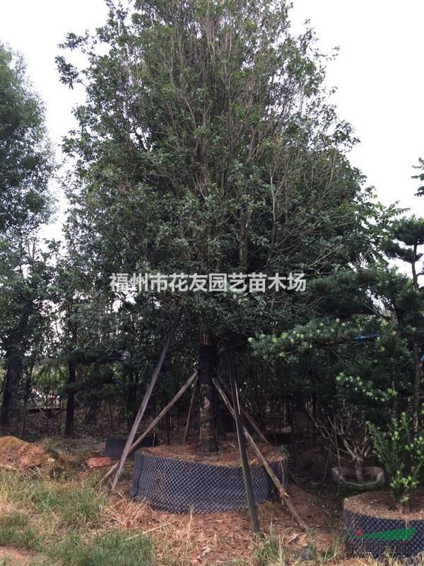 福建供應(yīng)大規(guī)格金桂