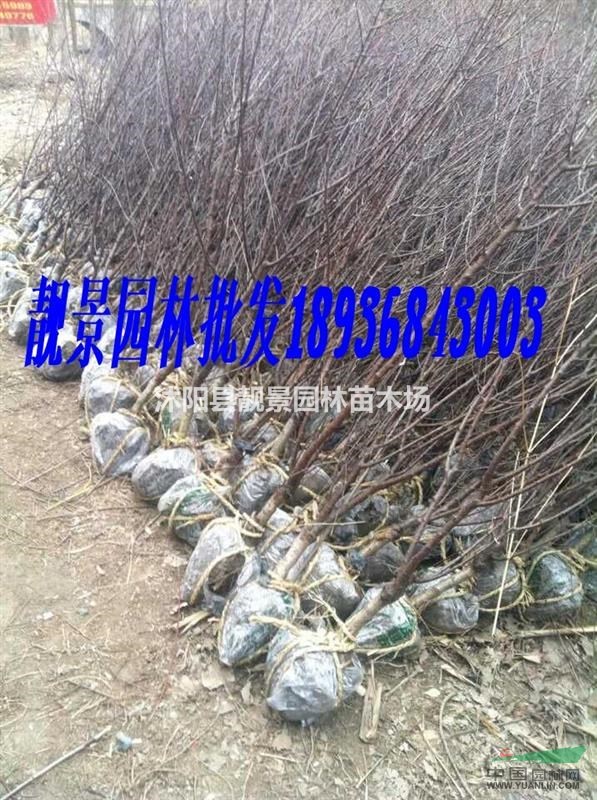 榆叶梅2-6公分价格 榆叶梅适应新疆种植 榆叶梅基地