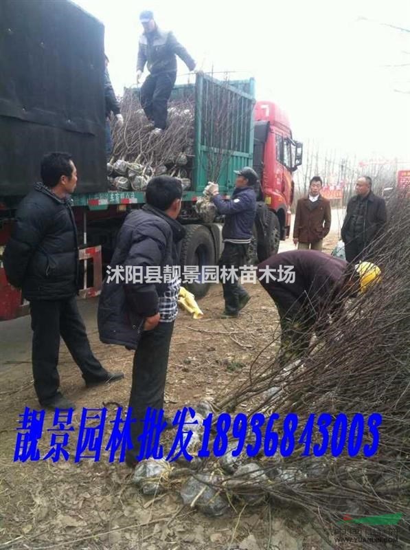 榆叶梅2-6公分价格 榆叶梅适应新疆种植 榆叶梅基地