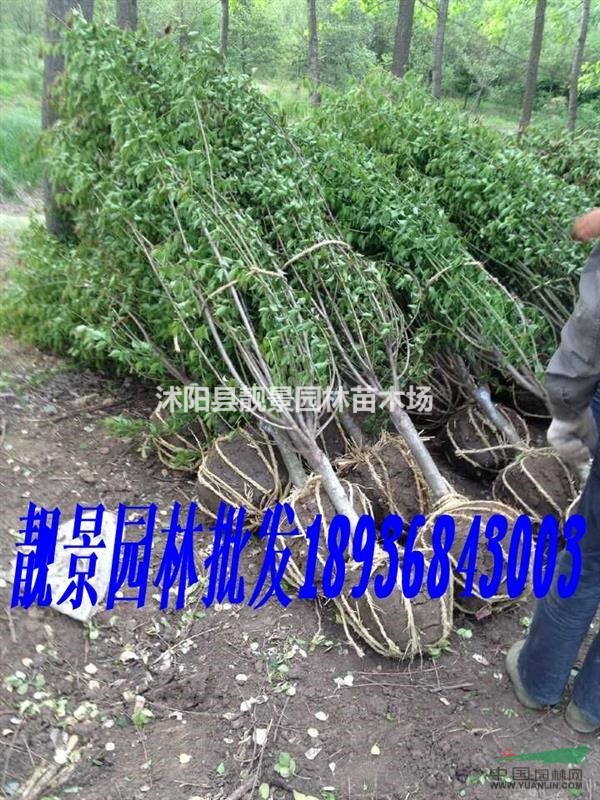 江苏红梅2-6公分 红梅苗最新价格 红梅基地批发
