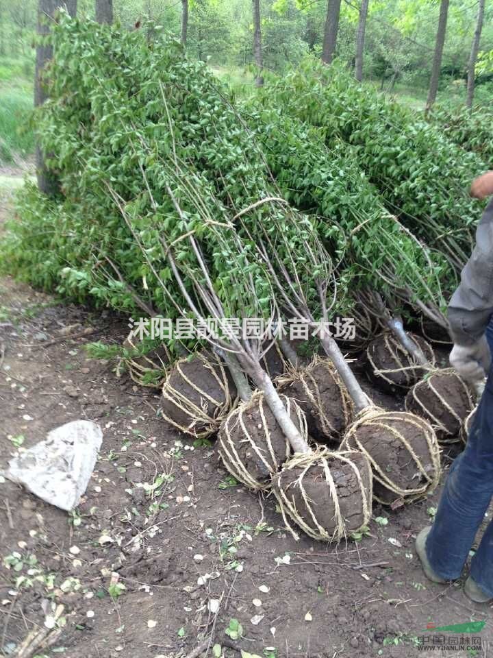 江苏红梅2-6公分 红梅苗最新价格 红梅基地批发