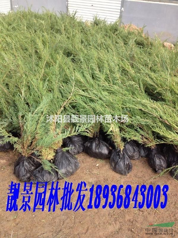 沙地柏60公分报价.江苏沙地柏供应商