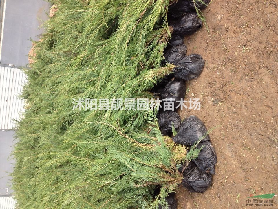 沙地柏60公分报价.江苏沙地柏供应商