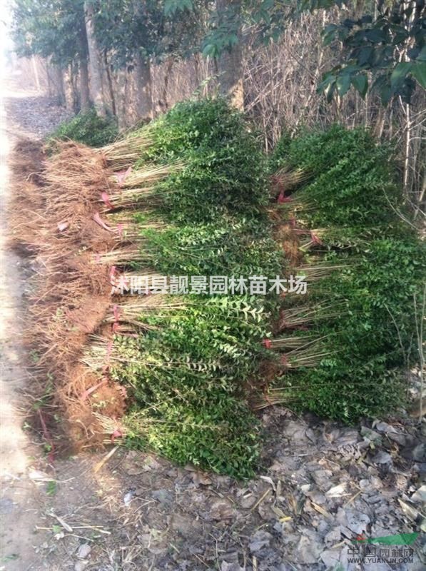 江苏小叶女贞30-60公分高 小叶女贞1米球 小叶女贞基地