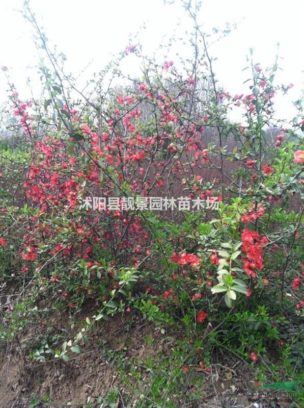 贴梗海棠50公分高 铁杆海棠球 铁杆海棠苗基地