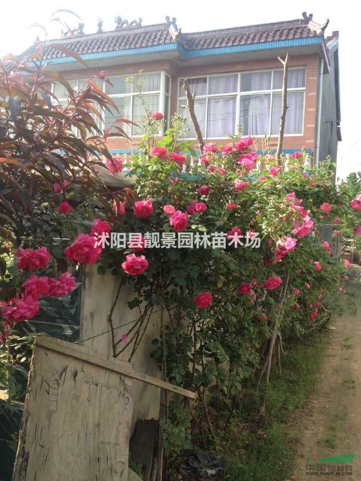 红花蔷薇月季价格 爬藤月季120公分高 蔷薇苗快递发货