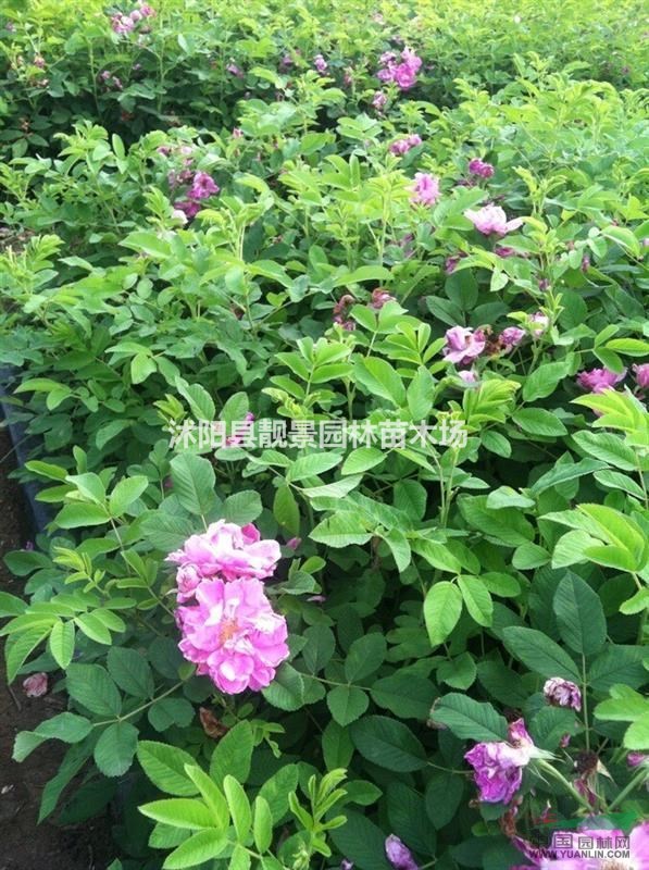 江苏供应四季玫瑰苗 耐寒四季玫瑰50公分高 四季玫瑰最新价格