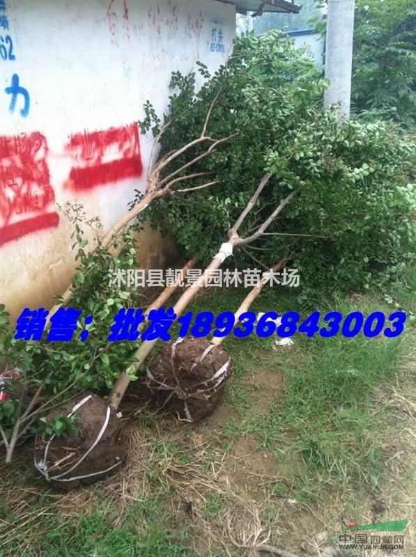 江苏紫薇1-8公分 丛生紫薇工程苗报价格