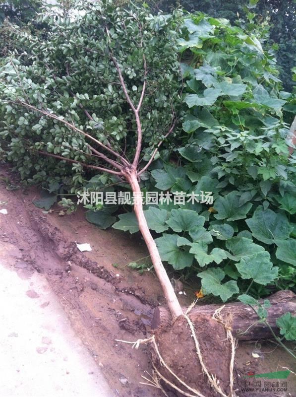 江苏紫薇1-8公分 丛生紫薇工程苗报价格