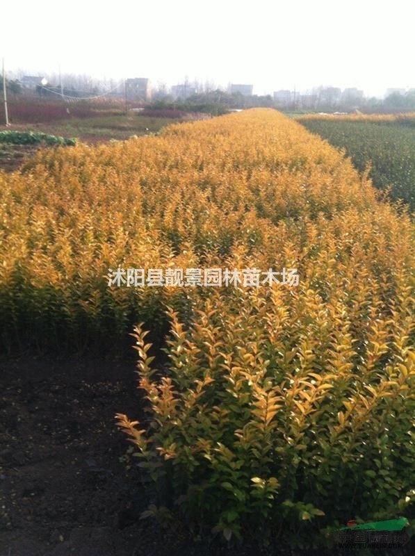 江苏沭阳供应金叶女贞30-60公分金叶女贞价格