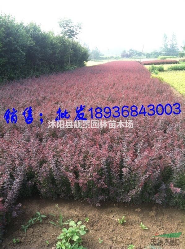 江苏红叶小檗价格 红叶小檗30-60公分高 红叶小檗基地