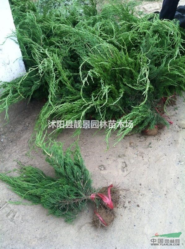 龙柏30-60公分高 小龙柏价格 龙柏行情