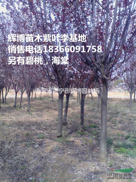 秋后8公分榆葉梅價(jià)格行情