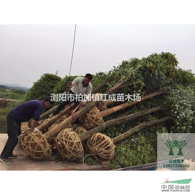 湖南香樟價(jià)格，供應(yīng)直徑10-50公分移栽香樟，柏加香樟基地