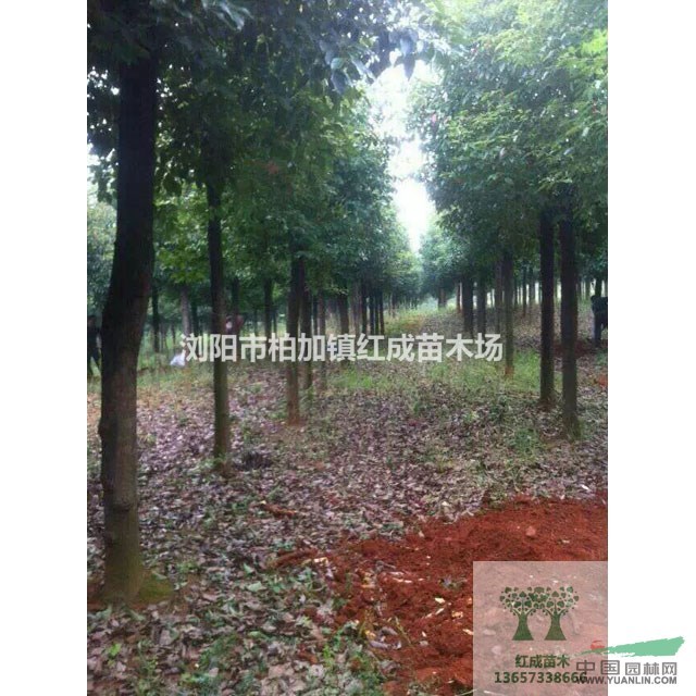 湖南香樟價(jià)格，供應(yīng)直徑10-50公分移栽香樟，柏加香樟基地