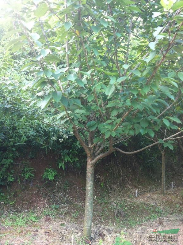 余姚曹蘭花木供應(yīng)5一15公分早晚櫻花