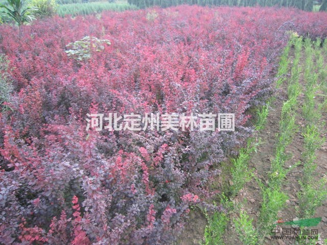 红叶小檗 各种规格红叶小檗首选定州美林苗圃