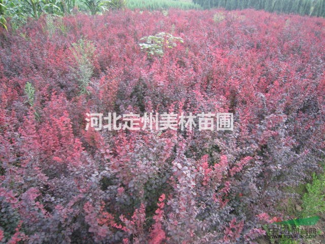 红叶小檗 各种规格红叶小檗首选定州美林苗圃