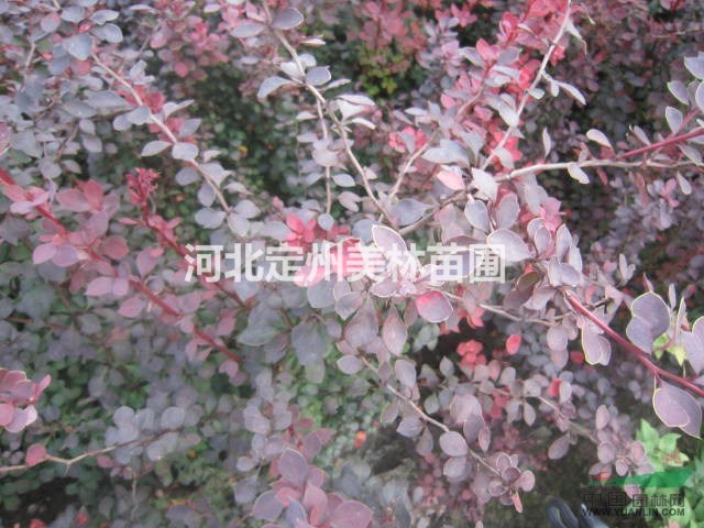 红叶小檗 各种规格红叶小檗首选定州美林苗圃
