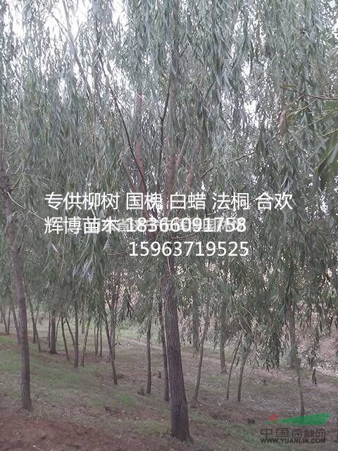 威海15公分紫葉李價格便宜