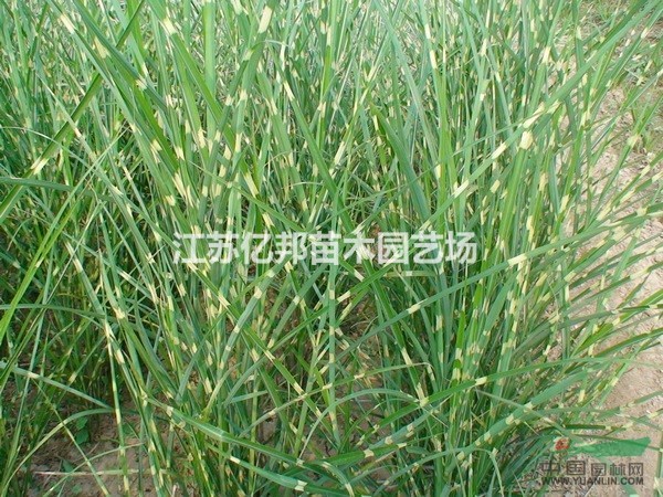 供應(yīng)斑葉芒