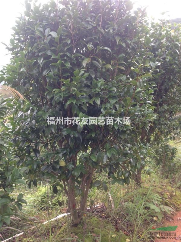 福州供應(yīng)赤丹茶花