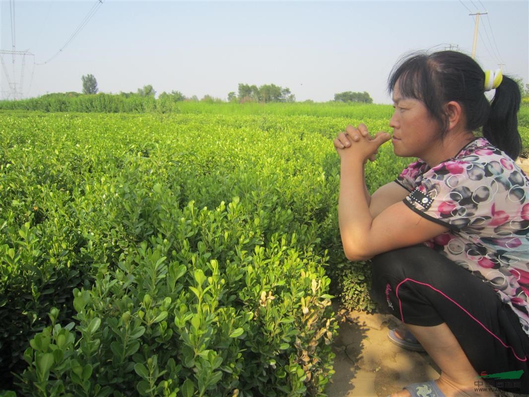 小叶黄杨小叶黄杨基地定州美林苗圃