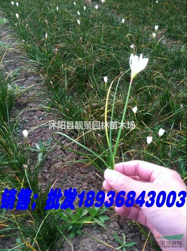 江苏葱兰白红沭阳葱兰价格供应商