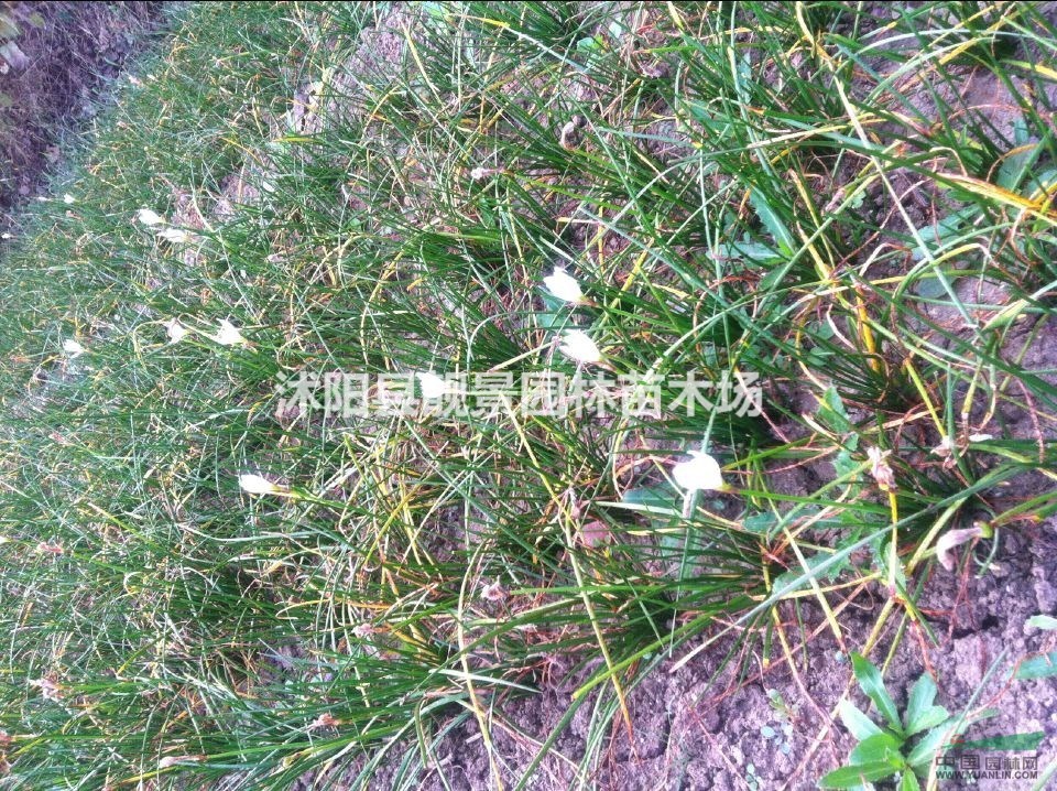 江苏葱兰白红沭阳葱兰价格供应商